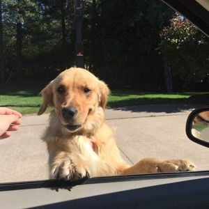 Meet your Posher, Frannie